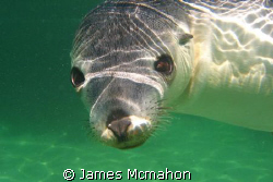 Australian Sea Lion - taken while freediving in Baird Bay... by James Mcmahon 